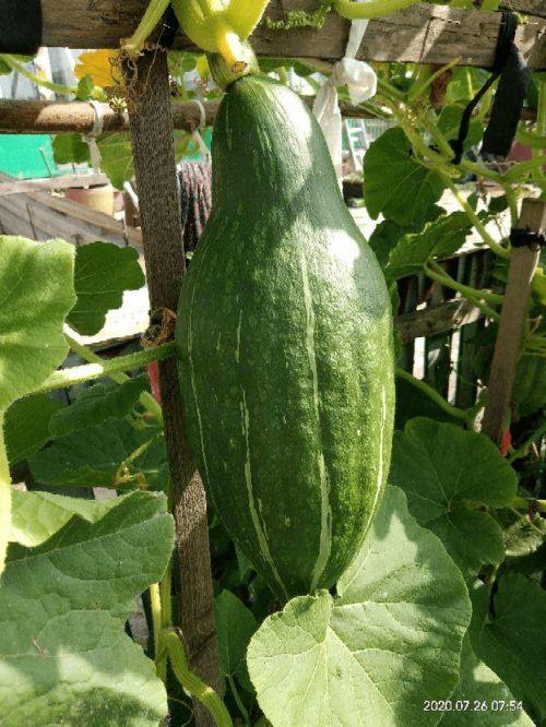 花知晓吃瓜,揭秘娱乐圈那些不为人知的幕后故事