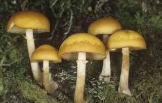 吃瓜毒蘑菇,揭秘“吃瓜”背后的毒蘑菇危机