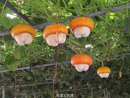 吃瓜毒蘑菇,揭秘“吃瓜”背后的毒蘑菇危机