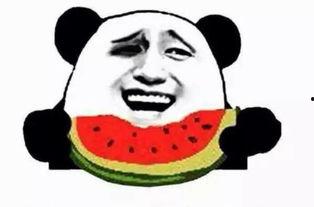 小白狗吃瓜群众,吃瓜群众的趣味生活