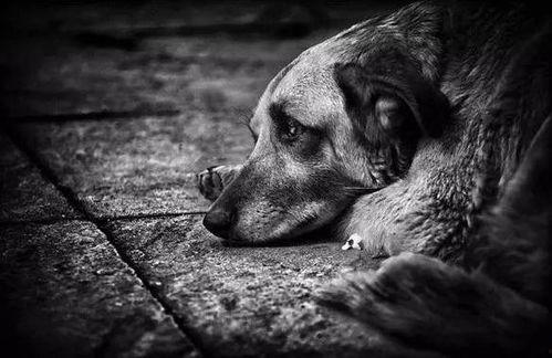 小白狗吃瓜群众,吃瓜群众的趣味生活