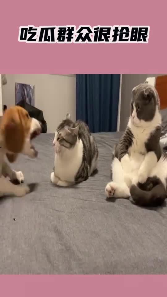 小白狗吃瓜群众,吃瓜群众的趣味生活