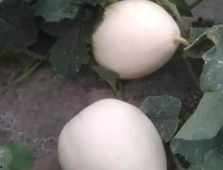 吃脆瓜湿气重吗,脆瓜食用与湿气关系探讨