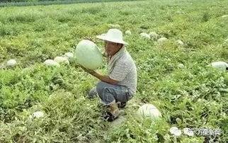 吃瓜看老梁,揭秘娱乐圈背后的故事与真相