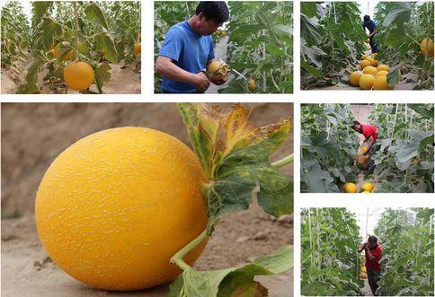 天津9中吃瓜,揭秘校园里的热点风波