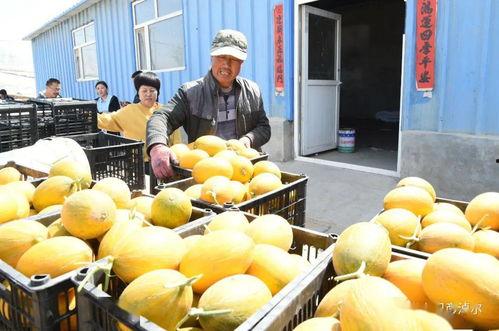 什么叫卖瓜吃瓜,揭秘瓜农的甜蜜生活