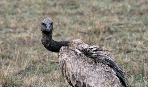 吃瓜秃鹫,揭秘神秘生物的生存智慧