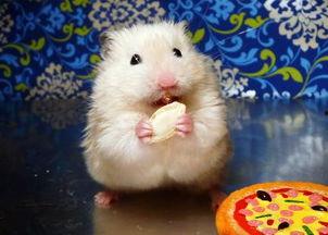 仓鼠可以吃棚瓜吗