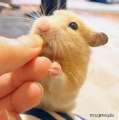 仓鼠可以吃棚瓜吗