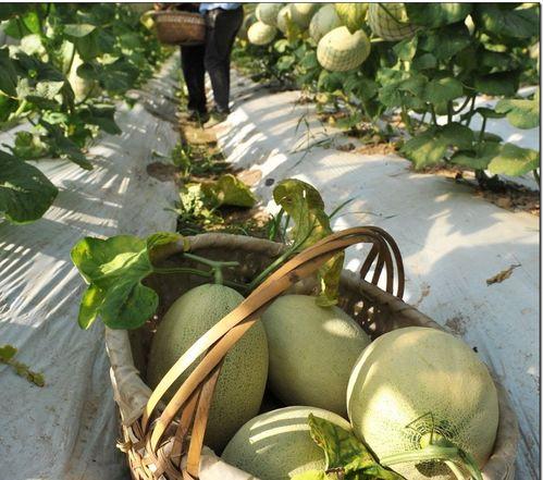 婆爷吃瓜,揭秘娱乐圈背后的那些事儿