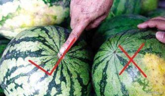 出去玩吃瓜,跟着吃瓜大军畅游美食世界