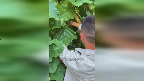 出去玩吃瓜,跟着吃瓜大军畅游美食世界