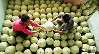 孕期吃三白瓜,三白瓜助力母婴健康