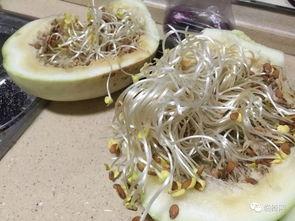 孕期吃三白瓜,三白瓜助力母婴健康