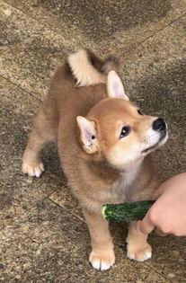 看门小狗带你吃瓜,看门小狗带你领略娱乐圈的“瓜田”盛景