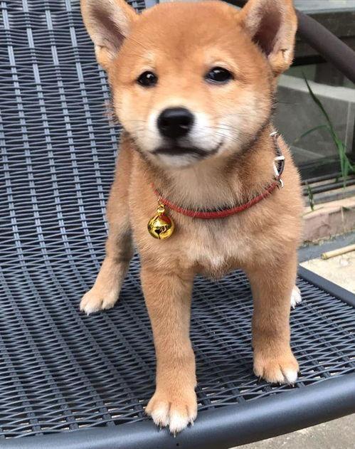 看门小狗带你吃瓜,看门小狗带你领略娱乐圈的“瓜田”盛景