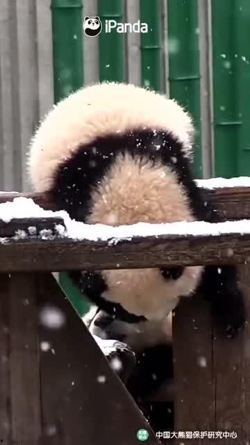 吃瓜小熊中文,揭秘娱乐圈那些事儿