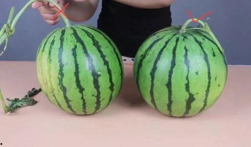 吃瓜的说种瓜的瓜不甜,揭秘瓜果甜度的秘密