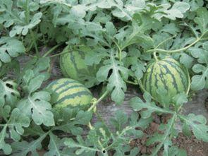 吃瓜的说种瓜的瓜不甜,揭秘瓜果甜度的秘密