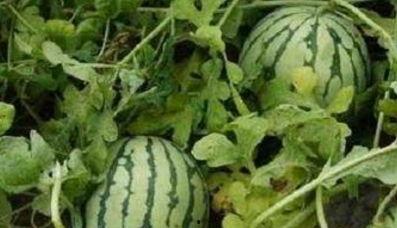 吃瓜的说种瓜的瓜不甜,揭秘瓜果甜度的秘密