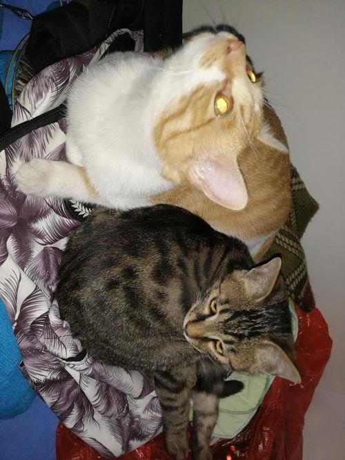 吃瓜大白猫,揭秘宠物界的“网红”生活