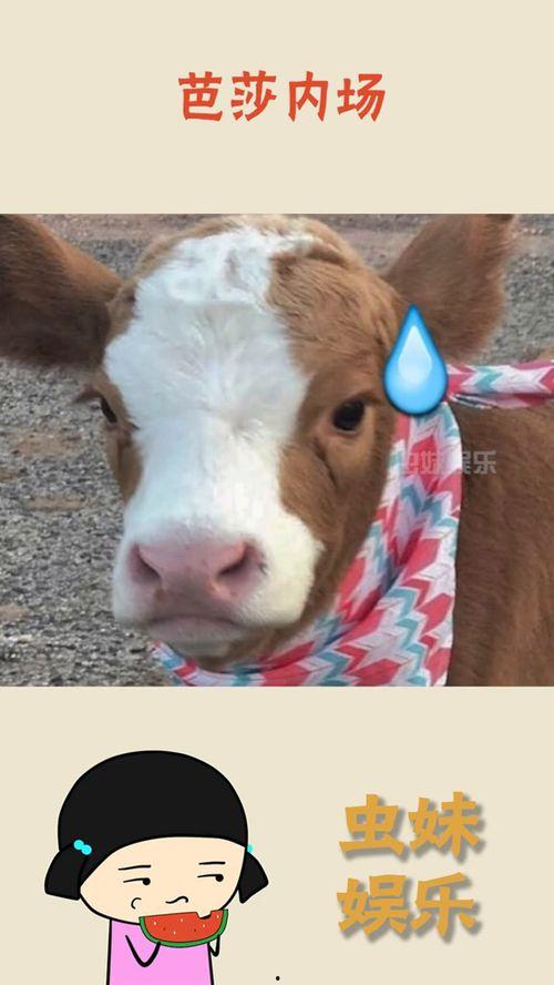 抖音奶咪吃瓜,揭秘网红圈幕后故事