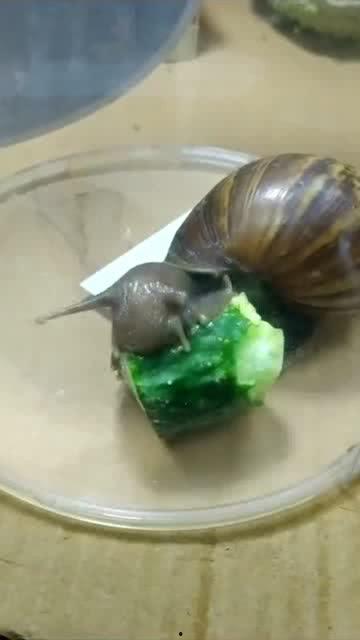 蜗牛吃瓜像什么,一场奇妙的味蕾之旅