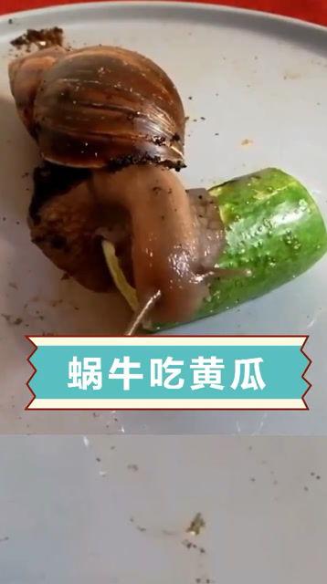 蜗牛吃瓜像什么,一场奇妙的味蕾之旅