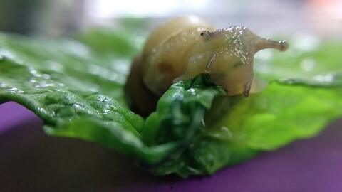 蜗牛吃瓜像什么,一场奇妙的味蕾之旅