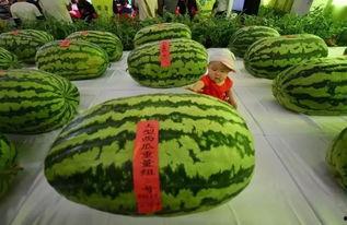 吃瓜31,一场全民热议的瓜界盛宴