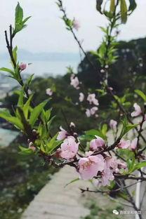 春花吃瓜作品集,穿越时空的美食之旅