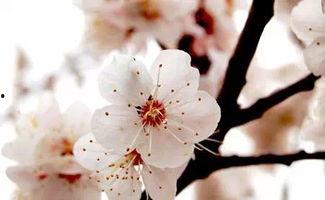 春花吃瓜作品集,穿越时空的美食之旅