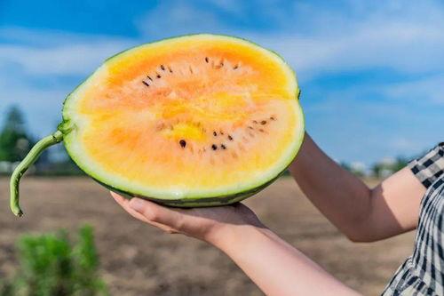 吃瓜卡网,网络舆论场中的“瓜田”盛景