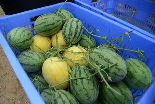 民航吃瓜群,揭秘航空圈里的趣味故事与幕后花絮