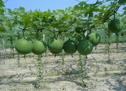 瓜萎能当瓜吃吗,既能入药又可食用的神奇果实