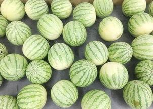 瓜萎能当瓜吃吗,既能入药又可食用的神奇果实