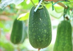 瓜萎能当瓜吃吗,既能入药又可食用的神奇果实