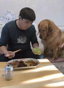 金毛与主人吃瓜比赛,吃瓜比赛欢乐多