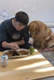 金毛与主人吃瓜比赛,吃瓜比赛欢乐多