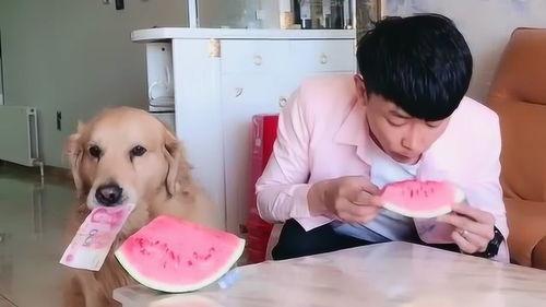 金毛与主人吃瓜比赛,吃瓜比赛欢乐多