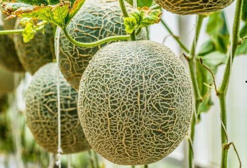 如此吃哈密瓜,尽享甜蜜滋味