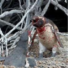 企鹅视频吃瓜,揭秘娱乐圈吃瓜大事件