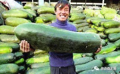 吃瓜人体极限,揭秘吃瓜狂潮背后的疯狂世界