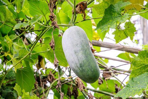 吃瓜人体极限,揭秘吃瓜狂潮背后的疯狂世界