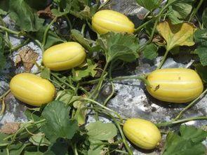 现在吃小白瓜好吗,现在吃小白瓜正当时