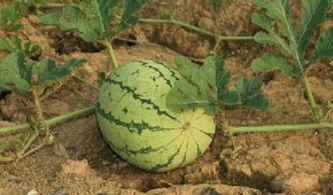 吃西瓜叫杀瓜吗,吃瓜行动背后的“杀瓜”之谜