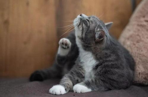 猫咪竖起耳朵吃瓜