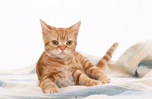 猫咪竖起耳朵吃瓜