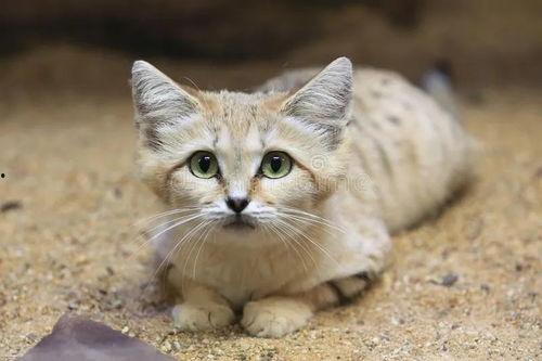 猫咪竖起耳朵吃瓜