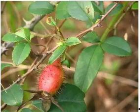 桃沢樱 吃瓜,瓜田里的甜蜜诱惑